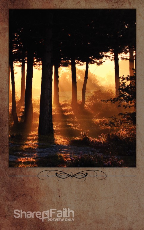 Morning Sun Through The Trees Bulletin Cover