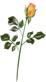 Orange%20Rose%20on%20Stem