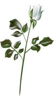 White%20Rose