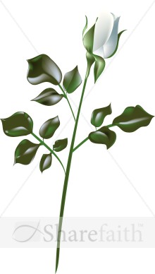 White%20Rose