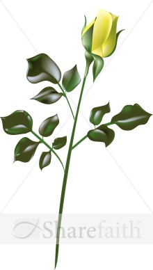 Yellow%20Rose