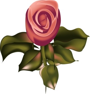 Pink%20Rose%20from%20Above