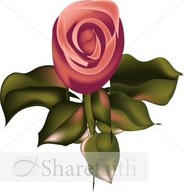 Pink%20Rose%20from%20Above