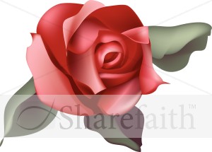 Single Red Rose Blossom