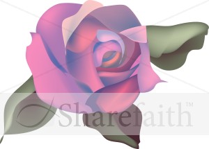 Pink and Purple Rose Blossom