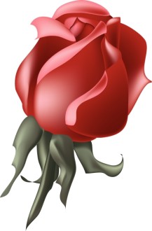 Rich%20Red%20Rose