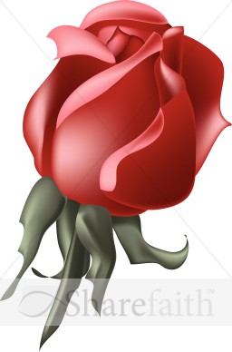 Rich Red Rose