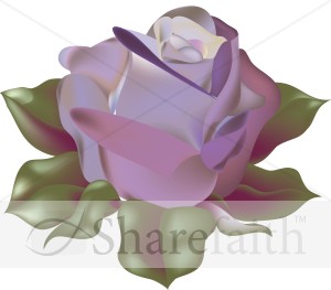 Blossoming Purple Rose