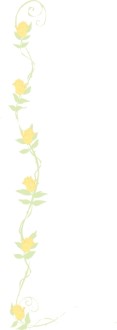 Yellow Rose Faded Side
