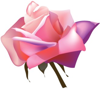 Cheerful%20Pink%20Rose