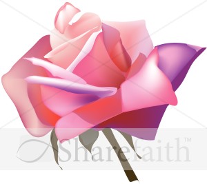Cheerful Pink Rose