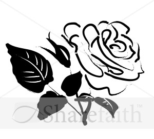 Rose Blossom Sketch