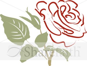 Red Rose with Pale Leaves