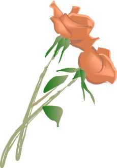 Two Pink Rose Blossom