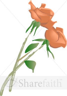 Two Pink Rose Blossom