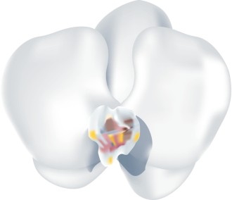 Phaleanopsis%20Orchid%20Blossom