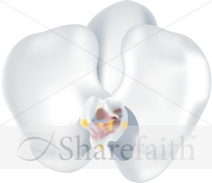Phaleanopsis Orchid Blossom