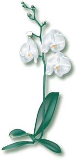 White Orchid Begins to Blossom