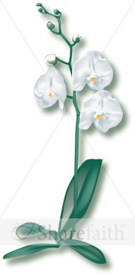 White Orchid Begins to Blossom