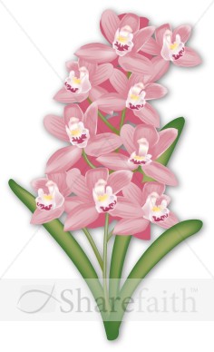 Pink%20Cymbidium%20Orchid%20for%20Tropical%20Event