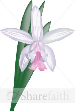 Cattleya Orchid Decoration