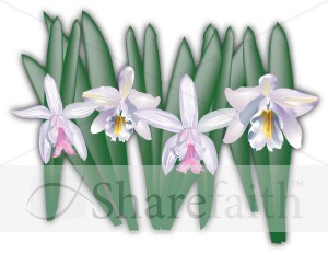 Cattleya Orchids for Tropical Celebration