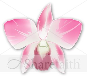 Single Pink Orchid Corsage