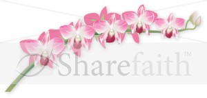 Pink Orchid Blossoms