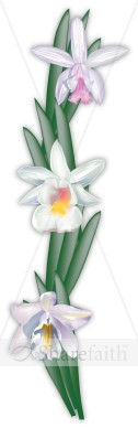 Cattleya Orchid Flowers in a Column