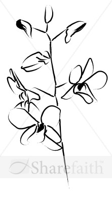 Orchid Blossoms Unfold