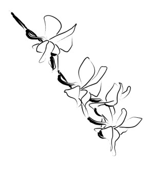 Orchid%20Blossoms%20Climb%20Down%20a%20Vine