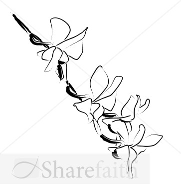 Orchid Blossoms Climb Down a Vine