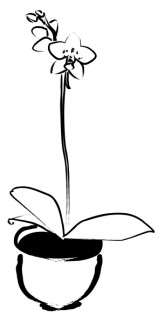 Potted Orchid Plant with Budding Flowers