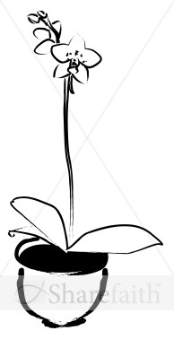 Potted Orchid Plant with Budding Flowers