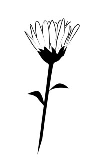 Daisy%20Turned%20Up%20in%20the%20Morning