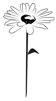 Daisy%20Opens%20to%20the%20Sun