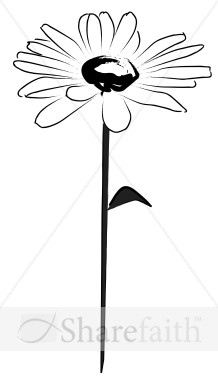 Daisy%20Opens%20to%20the%20Sun