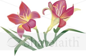 Easter Lillies in Pink