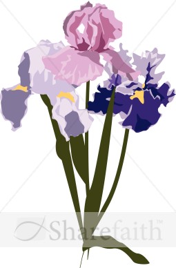 Spring%20Irises