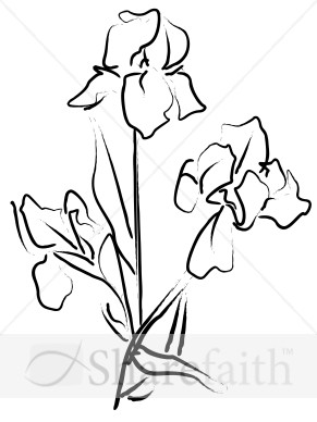 Elegant Iris Sketch