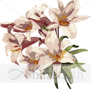 Lovely Light Red Lilies