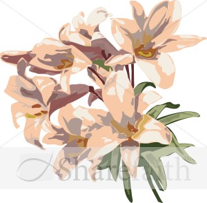 Lovely Light Orange Lilies