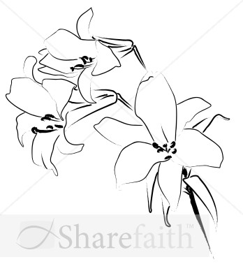 flower line clip art. Trio of Lily Flowers Line Art