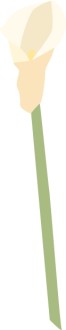 Single%20Calla%20Lily