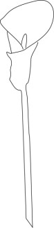 Single%20Calla%20Lily%20line