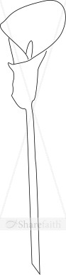 Single%20Calla%20Lily%20line