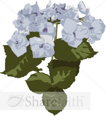 Close%20Up%20of%20Blue%20Hydrangea%20Blooms