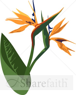 Birds of Paradise Celebration Flower
