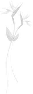Wispy Sketch of Birds of Paradise