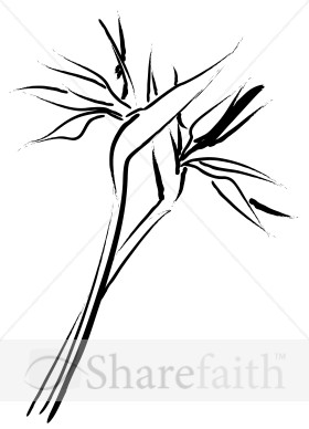 Cut Tropical Blossoms